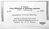 Hypomyces lateritius image